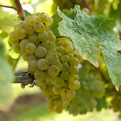 Grape School: Riesling Part One Get to Know the Grape