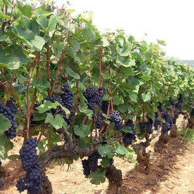 Grape School: Pinot Noir Part One