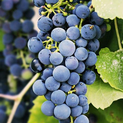 France the Finest of Fine Wines