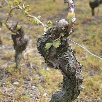 The Truth About Old Vines