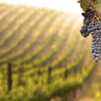 The Latest of the Bordeaux Market